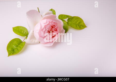 Bella rosa Inglese fiore su sfondo bianco Foto Stock