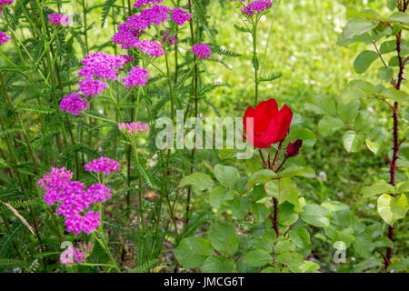 Achillea rosa e red rose fiori di prato, foto macro. Erbe mediche: Achillea millefolium, achillea ,o impianto di nosebleed Foto Stock