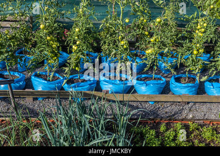 Sacchetti di plastica per piantare pomodori maturati in giardino pomodori maturi in crescita pomodori maturi in giardino i pomodori verdi maturati in giardino crescono in sacchetti di plastica Foto Stock