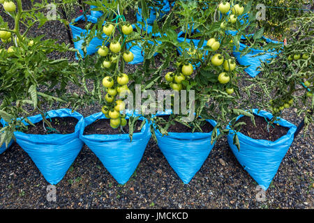Pomodori verdi maturanti che crescono in sacchetti di plastica, orto di assegnazione crescere sacchetti Foto Stock