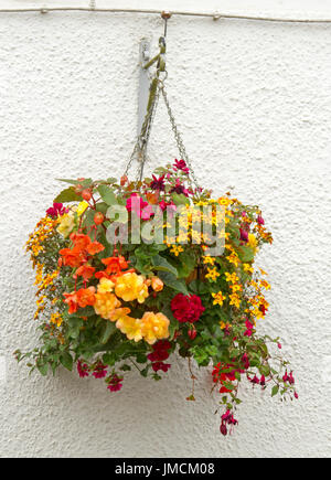 Massa di le piante di fioritura variopinte inc. rosso e viola fuchsias, arancione e giallo begonie, e margherite giallo nel cesto appeso contro il muro bianco Foto Stock