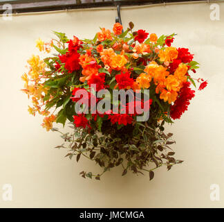 Massa di le piante di fioritura variopinte, rosso e arancione tuberose begonie, nel cesto appeso contro la parete di crema Foto Stock