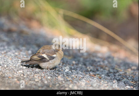 Malati fringuello comune uccello sul terreno Foto Stock