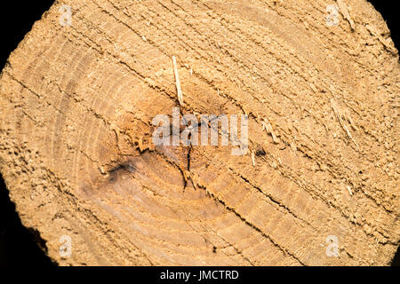 Chiudere dettaglio colpi di chainsaw segni di taglio attraverso arto Foto Stock