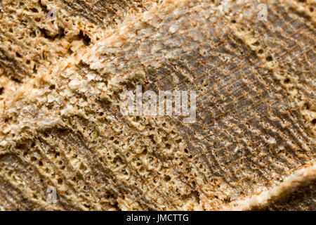 Chiudere dettaglio colpi di chainsaw segni di taglio attraverso arto Foto Stock