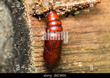 Bozzolo di insetto Foto macro Foto Stock