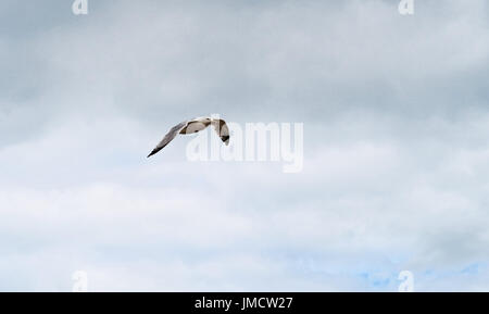 Volare alto. gabbiano comune catturati in volo sulla costa sud dell'Inghilterra, Regno Unito. Foto Stock