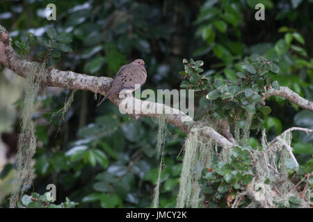 Un lutto Colomba poggiante sul lembo di una quercia in mare, California Foto Stock