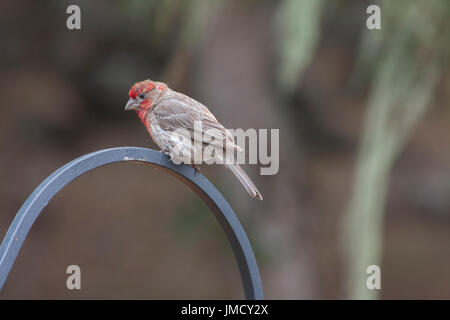 Una casa Finch seduti su un asta metallica asta che trattiene un Bird Feeder Foto Stock