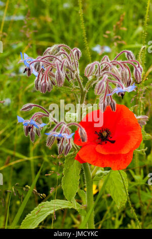 Rosso papavero, Papaver rhoeas, con fiori blu di borragine - borragine officinalis, in British millefiori prato Foto Stock