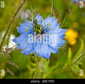 Fantastico blu fiore di amore-in-un-mist, Nigella damascena 'Miss Jekyll', cottage annuale pianta di giardino Foto Stock