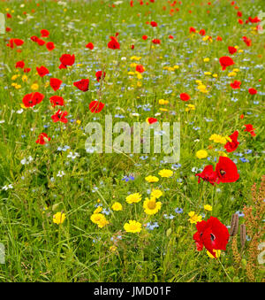 Prato con fiori selvatici compresi rosso papavero e cornflowers - in Gran Bretagna Foto Stock