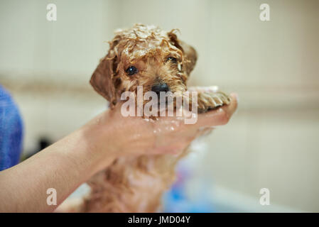 Funny donna pulizia bagno doccia con spazzola Foto stock - Alamy