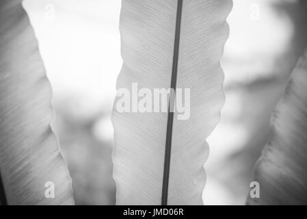 Still Life la fotografia in bianco e nero di pianta tropicale con ampia foglia. Foto Stock