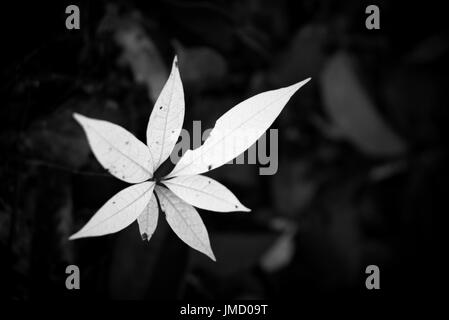 La fotografia macro shot di una giovane pianta che cresce dal terreno forestale in bianco e nero. Foto Stock