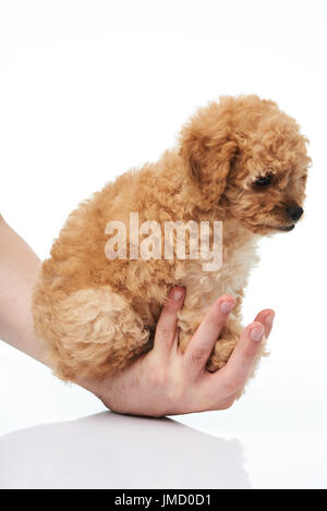 Tenere in mano cucciolo barboncino isolted su sfondo bianco di close-up Foto Stock