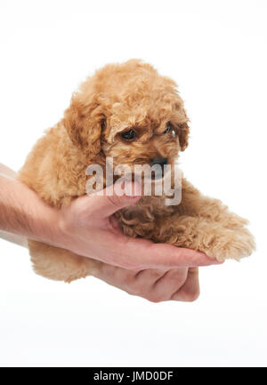 Cucciolo di laici sulle mani umane isolted su sfondo bianco. Barboncino regalo cucciolo Foto Stock