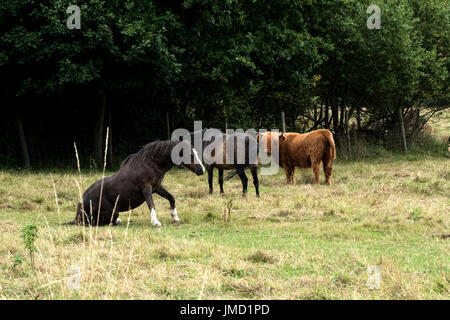 Cavallo di essere guardato in aumento per i piedi Foto Stock