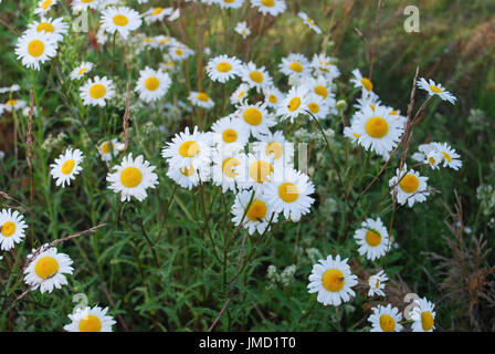 Leucanthemum vulgare (la Margherita occhio di bue o oxeye daisy) è diffusa la fioritura delle piante è un tipico prati fioriti perenni. Foto Stock