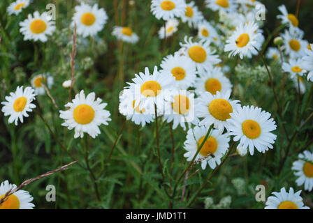 Leucanthemum vulgare (la Margherita occhio di bue o oxeye daisy) è diffusa la fioritura delle piante è un tipico prati fioriti perenni. Foto Stock