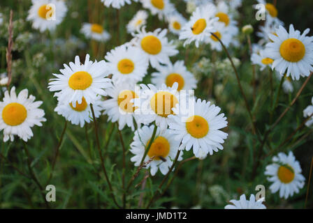 Leucanthemum vulgare (la Margherita occhio di bue o oxeye daisy) è diffusa la fioritura delle piante è un tipico prati fioriti perenni. Foto Stock