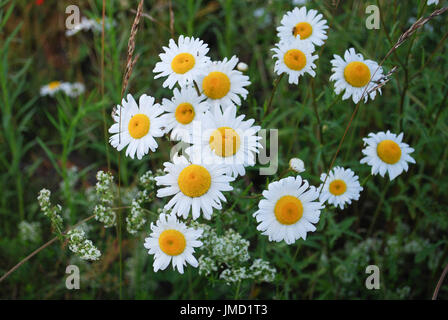 Leucanthemum vulgare (la Margherita occhio di bue o oxeye daisy) è diffusa la fioritura delle piante è un tipico prati fioriti perenni. Foto Stock