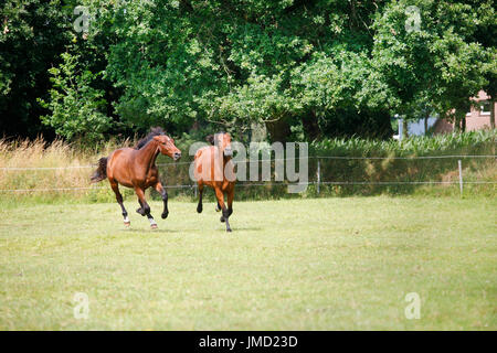 Due brown Holsteiner yearling mares galoppo e giocare su un pascolo Foto Stock