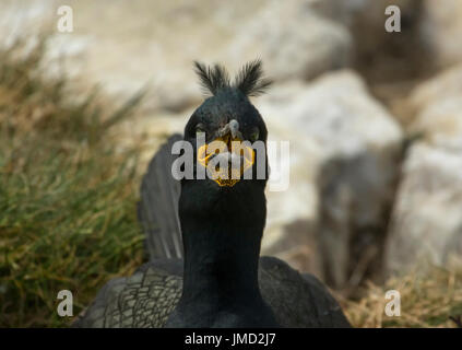 Marangone dal Ciuffo sul nido Foto Stock