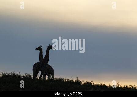 Giraffa meridionale (Giraffa giraffa). Due maschi all'alba, combattimento Foto Stock