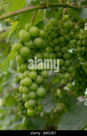 Appendere unpicked acerba uva verde - Agricoltura biologica Foto Stock