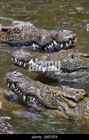 Coccodrilli del Nilo - Crocodylus niloticus Foto Stock