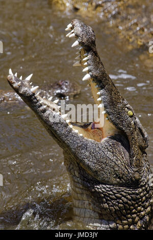 Coccodrillo del Nilo - Crocodylus niloticus Foto Stock