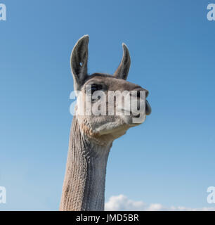 Basso angolo di visualizzazione di un Llama Foto Stock