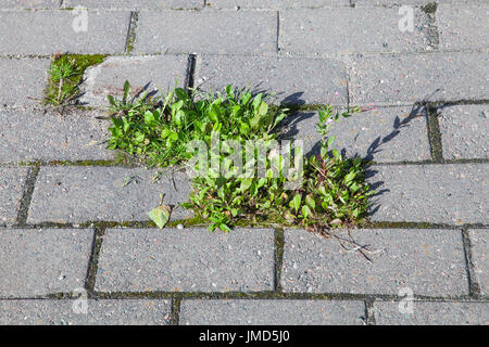 Piccolo verde piante crescono in fori di urbano cobblestone pavement Foto Stock