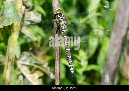 Un Hawker Meridionale (Aeshna cyanea) Dragonfly asciugando fuori dopo un temporale estivo in Oriente campagna dello Yorkshire Foto Stock