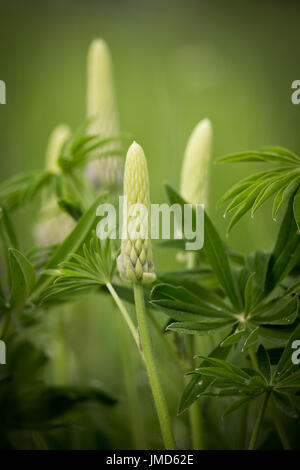 Fioritura rosa e viola i lupini in habitat naturale in estate Foto Stock