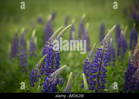 Fioritura rosa e viola i lupini in habitat naturale in estate Foto Stock