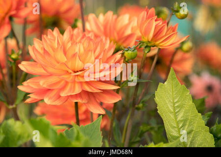 Semi cactus dalie rosso arancione rosa Foto Stock