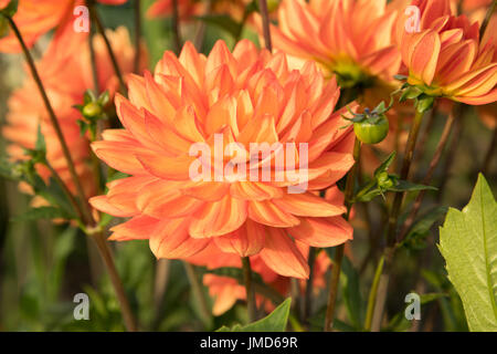 Semi cactus dalie rosso arancione rosa Foto Stock