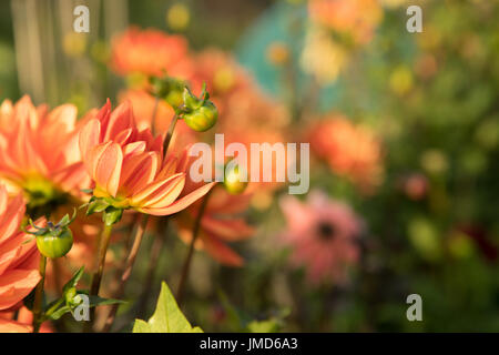Semi cactus dalie rosso arancione rosa Foto Stock