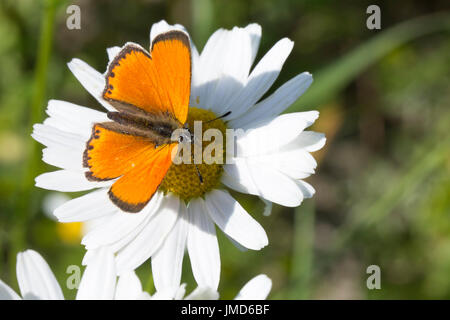 Scarse in rame sulla farfalla Oxeye Daisy close up. Foto Stock