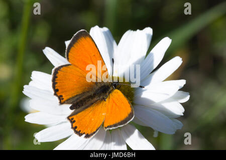 Scarse in rame sulla farfalla Oxeye Daisy close up. Foto Stock