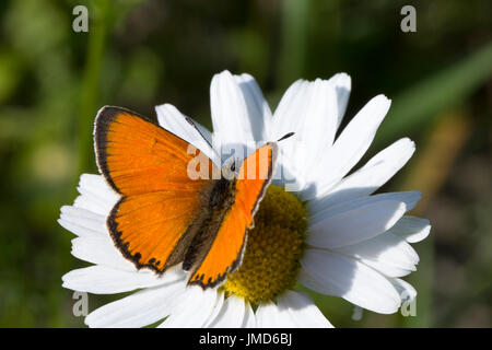 Scarse in rame sulla farfalla Oxeye Daisy close up. Foto Stock