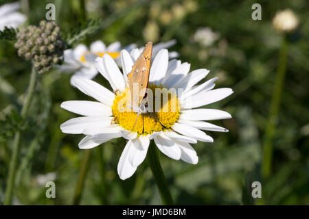 Scarse in rame sulla farfalla Oxeye Daisy close up. Foto Stock