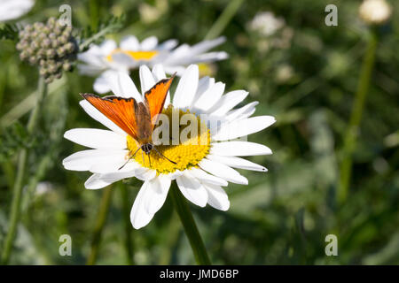 Scarse in rame sulla farfalla Oxeye Daisy close up. Foto Stock