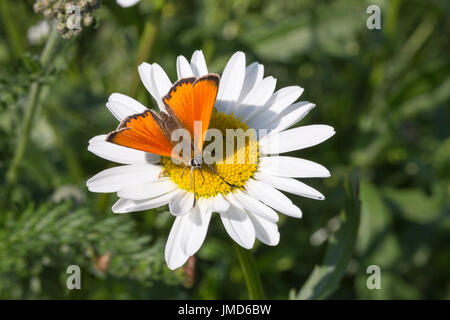 Scarse in rame sulla farfalla Oxeye Daisy close up. Foto Stock