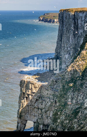 Bempton Cliffs East Yorkshire Foto Stock