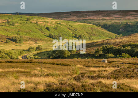 Fen Bog North York Moors Foto Stock