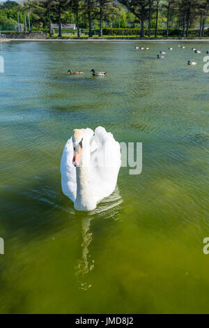 Cigno Sygnus olor sul lago in barca a Manchester Foto Stock