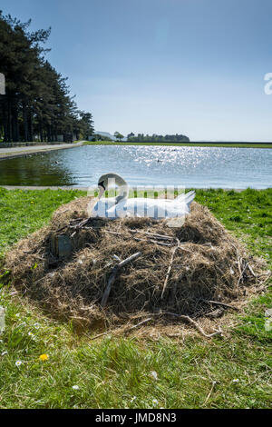 Cigno Sygnus olor nido in barca il lago a Manchester Foto Stock